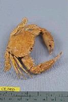 東方蟳藏品圖，第5張